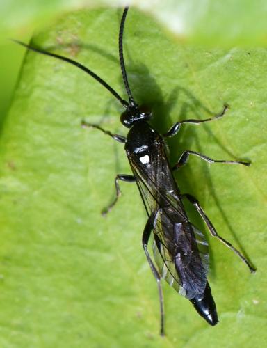 Melanichneumon sp.